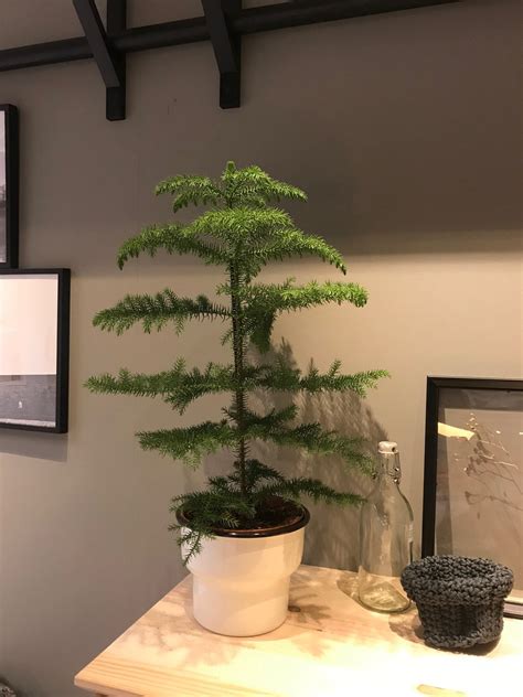 Norfolk Island Pine Houseplant Care 331900 How To Care For Norfolk