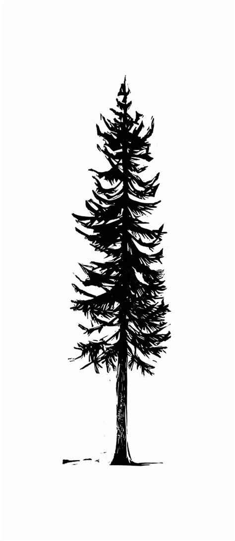 A Black And White Drawing Of A Pine Tree
