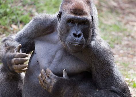 The Adaptations That Make Gorillas Special Zoo Atlanta