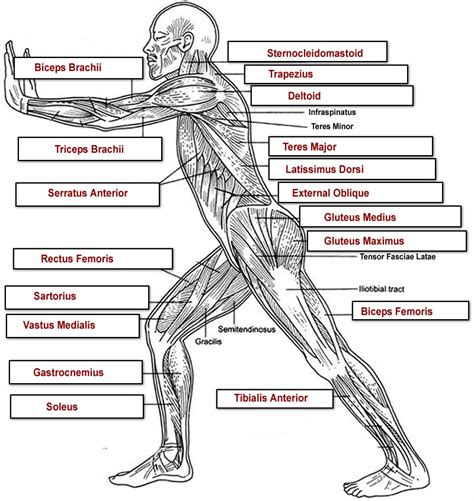 Labelled Muscular System Front And Back Major Posterior Muscles