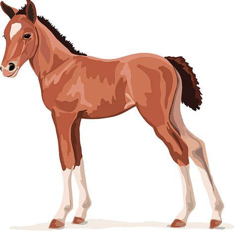 Royalty Free Filly Clip Art Vector Images And Illustrations Istock