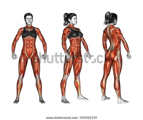 Projection Human Body Showing All Muscle Stok İllüstrasyon 434362159