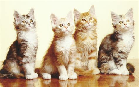 Cute Cats Cats Wallpaper 37228707 Fanpop