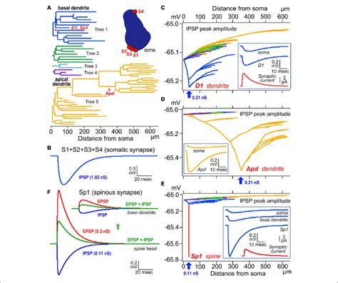 Three senators from cochabamba and chuquisaca; Simulation analysis of inhibitory postsynaptic potential ...