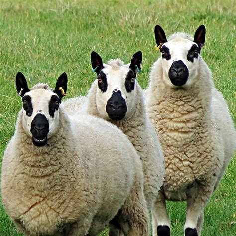 Account Suspended Sheep Breeds Animals Beautiful Sheep Farm