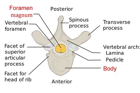 Vertebrae Different Types Cervical Thoracic Lumbar Sacrococcygeal