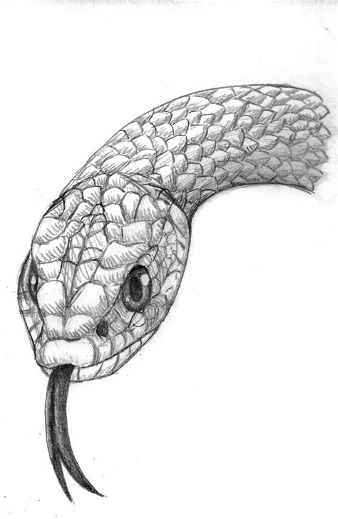 Simple Snake Head Drawing Drawing Free Svg File