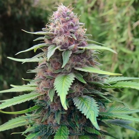 Buy Pink Panther Feminized Cannabis Seeds For Sale Dss
