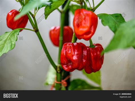Red Hot Chilli Pepper Image And Photo Free Trial Bigstock