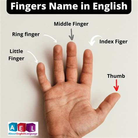 The Meaning And Symbolism Of The Word Fingers