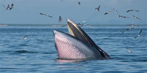 Deep Diveinto Brydes Whales Wewhale