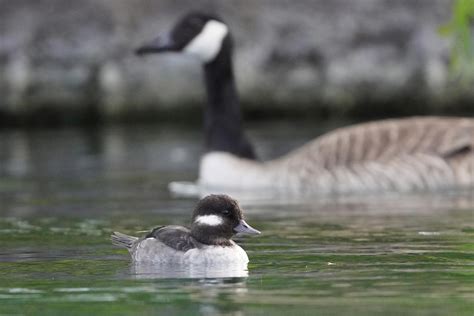 The Bufflehead Is The Smallest Diving Or Sea Duck In North America The