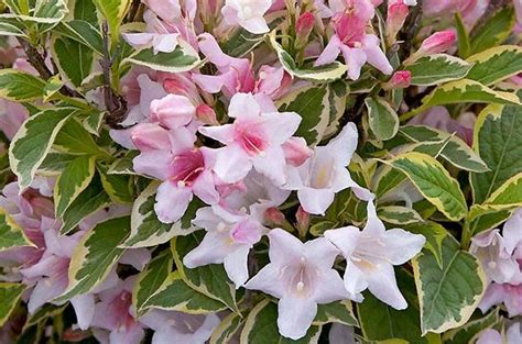 Sun or shade mature size:. Top 10 Shrubs For Your Small Space Garden - Birds and Blooms