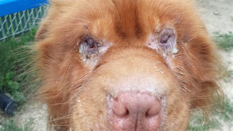 Dog Has Ulcers On His Eyes At Humane Society I Work At Rwtf