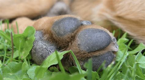 Rough Dry Or Cracked Dog Paws Simple Home Remedies