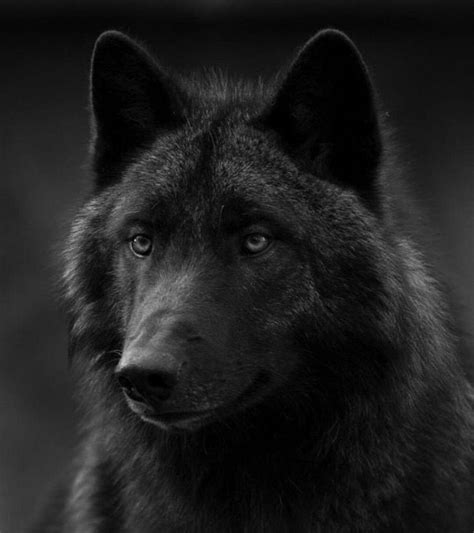 Worrier Of The Night Black Wolf Wolf Spirit Animal Wolf Dog