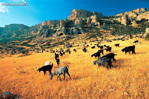 We did not find results for: Life in Taurus Mountains