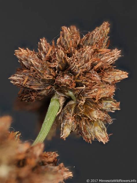 Scirpus Atrovirens Dark Green Bulrush Minnesota Wildflowers