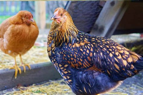 Gold Laced Wyandotte Breed Information And Care Guide 2023