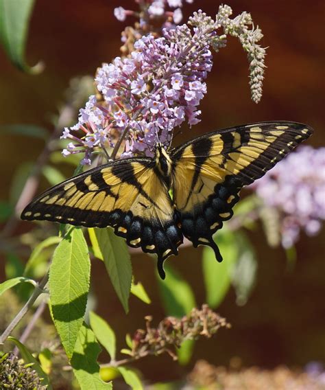Eastern Tiger Swallowtail Papilio Glaucus On Bu Flickr