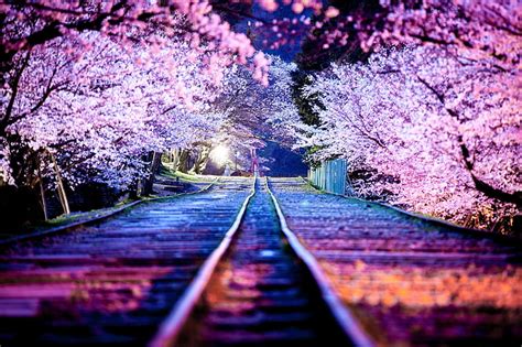 Hd Wallpaper Sakura Cherry Blossom Hd Pink Cherry Blossoms Flowers