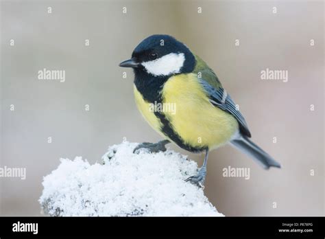 Gran Teta Kohlmeise Parus Principales Ssp Principales Alemania