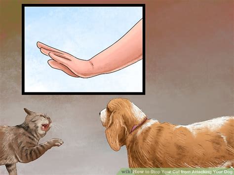 4 Ways To Stop Your Cat From Attacking Your Dog