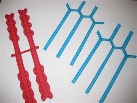 What Did You Do Today at School?: Muscle Contraction Modeling
