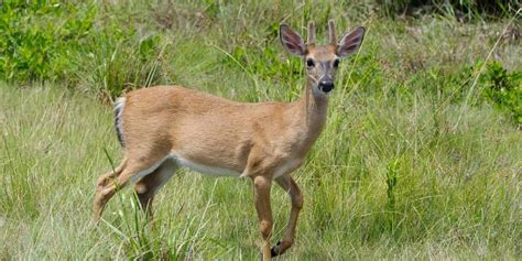 Deer Gestation Periods Outdoorworld Reviews
