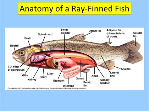 Bony And Cartilaginous Fish Types Characteristics And More