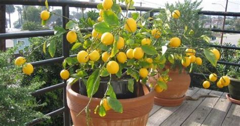 Whats Your Favorite Fruit Grow These Top 10 Fruits In