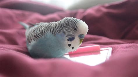 Budgie Sounds Cute And Fluffy Singing In 2020 Budgies Cute Birds