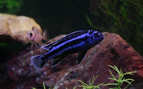 Electric Blue Johanni Cichlid African Cichlids Fish For Sale Online