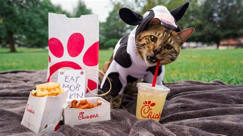 Chick Fil A Cow Cat Costume Youtube