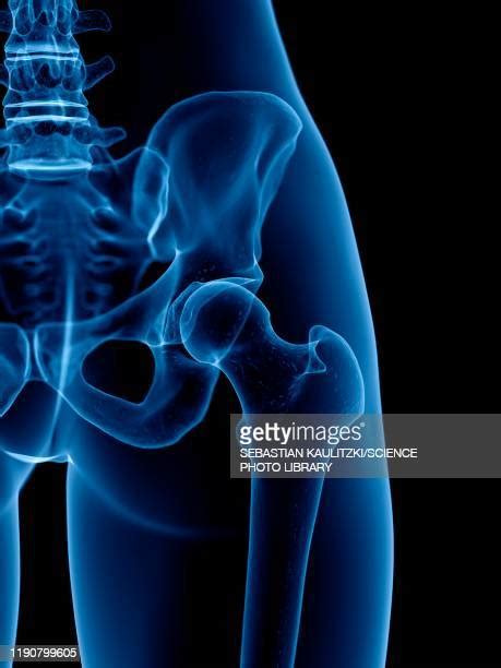 Hip Anatomy Illustration Photos And Premium High Res Pictures Getty