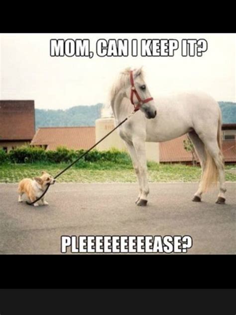 Can I Keep Him Funny Horse Memes Funny Horses Cute Horses