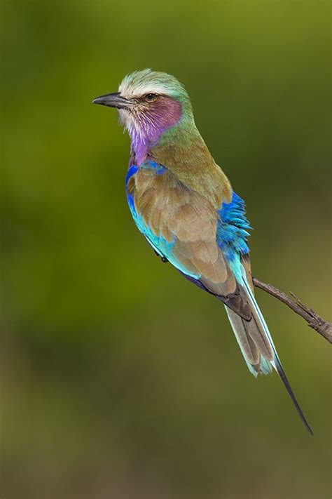 Lilac Breasted Roller By Vincent Lilac Breasted Roller Pretty Birds