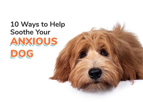 10 Ways To Help Soothe Your Anxious Dog