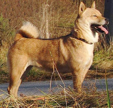 Cane Hokkaido Carattere Allevamenti E Prezzo Idee Green