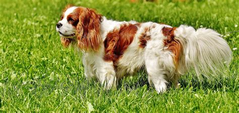 Top 23 Best Dog Breeds For Kids (Family Friendly!) | TheGoodyPet