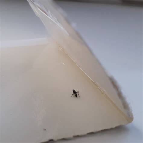 Identifying Little Black Flying Bugs Thriftyfun