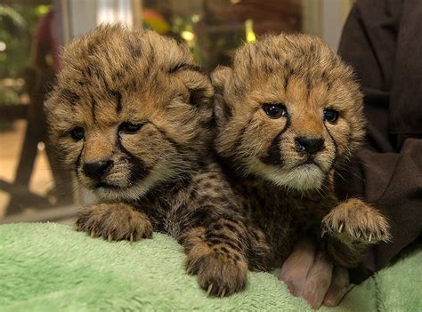 2 Baby Cheetahs Were Recently Born At The San Diego Zoo