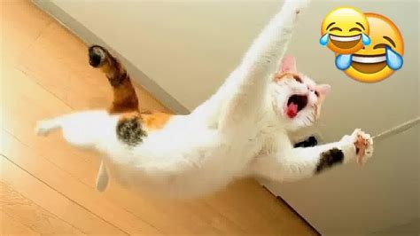 best funniest cats 😹 don t try to hold back laughter 😂 funny cats 2023 66 youtube