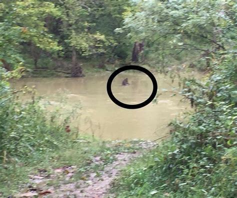 Stump Or Bigfoot Photo Taken From A Lake House In Kentucky 2018