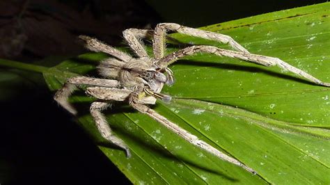 The brazilian wandering spider hasn't stayed put in brazil where it's believed to have originated from. The 10 Most Poisonous Animals in the World #3 | News ...