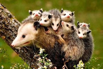 Opossums are opportunistic omnivores that eat a wide variety of animal and plant matter. About Wishtree
