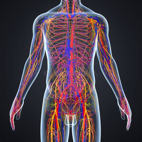 Circulatory And Nervous System With Lymph Nodes Stock Illustration