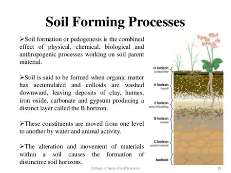This is the result of a combination of parent material and topography. soil formation process - DriverLayer Search Engine