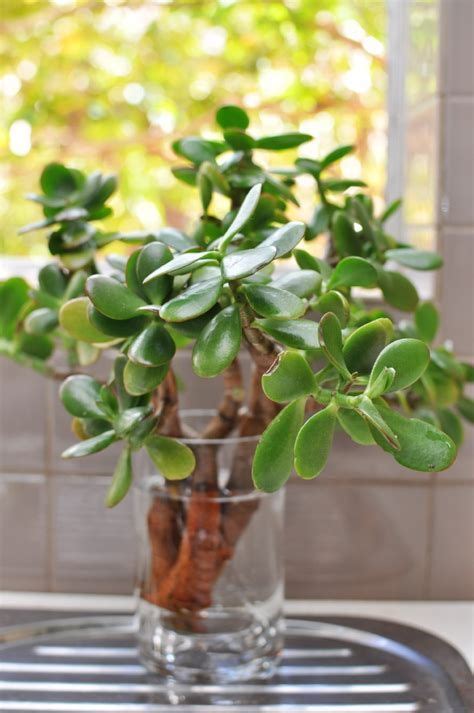 31 Indoor Plants You Can Grow From Cuttings Balcony Garden Web Water