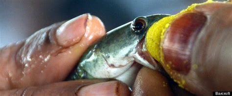 Maybe you would like to learn more about one of these? Indians Swallow Fish Filled With Medicine To Cure Asthma (PICTURES)